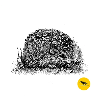 Schwarzweisse Tintezeichnung eines Igels