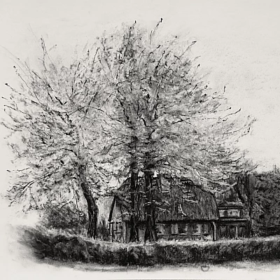 Graustufenzeichnung eines kleinen Hauses mit Reetdach, das in einem von einer Hecke umrahmten Garten steht und von drei Kirschbäumen überragt wird.