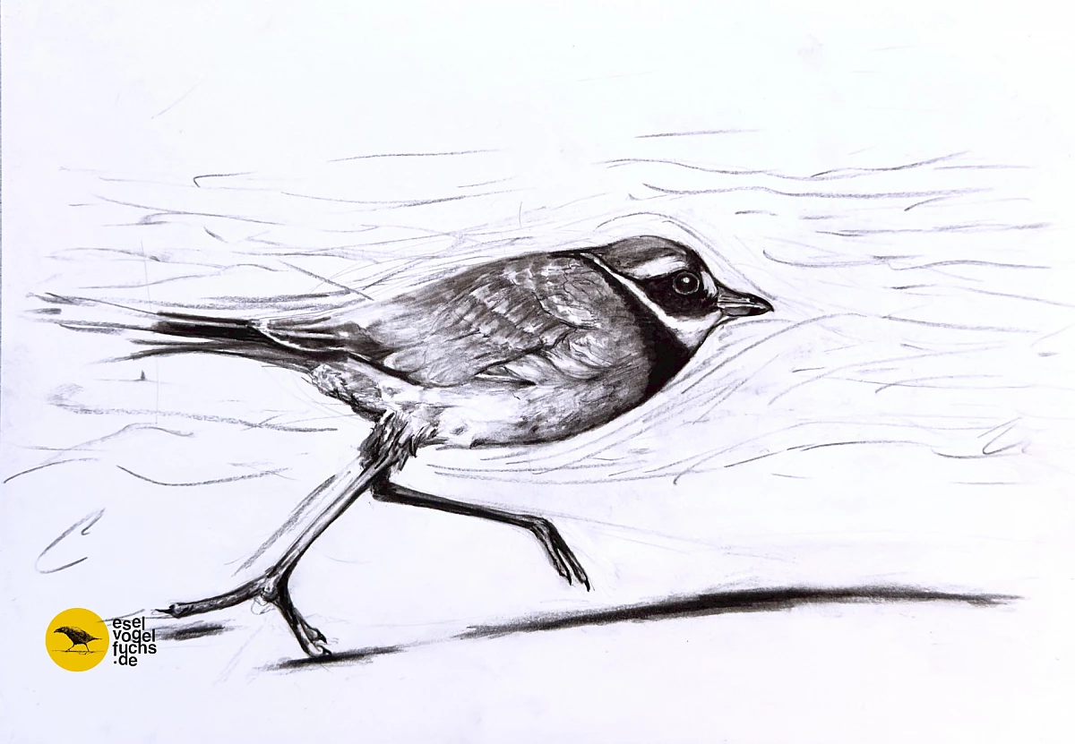 Graustufenzeichnung eines Vogels, der einen großen Schritt macht.