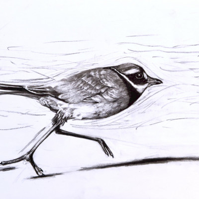 Graustufenzeichnung eines Vogels, der einen großen Schritt macht.