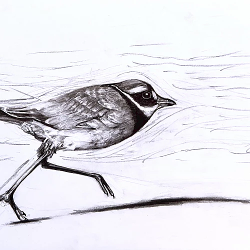Graustufenzeichnung eines Vogels, der einen großen Schritt macht.