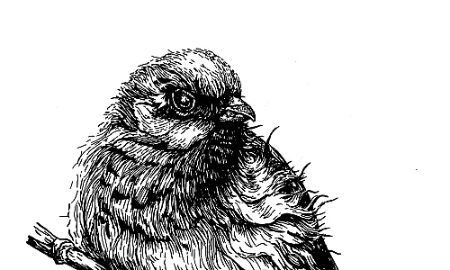 Tintezeichnung eines Vogels, der auf einem Ast sitzt