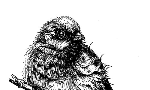 Tintezeichnung eines Vogels, der auf einem Ast sitzt