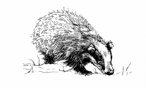 Schwarze Illustration eines Dachses auf weißem Hintergrund