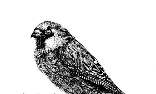 Schwarzweisse Illustration eines Vogels
