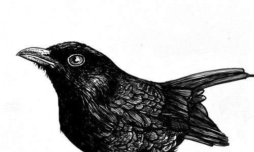 Schwarze Illustration einer Amsel, die nach links schaut.