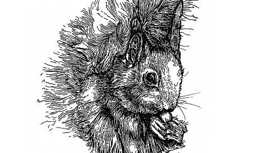 Schwarze Zeichnung eines zerzausten Eichhörnchens auf weißem Grund. Das Eichhörnchen sitzt auf den Hinterpfoten und hält etwas zwischen Vorderpfoten und Maul.