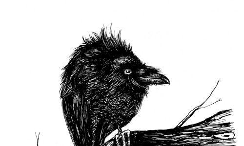 Schwarze Zeichnung einer freundlich schauenden Krähe, die auf einem Ast sitzt
