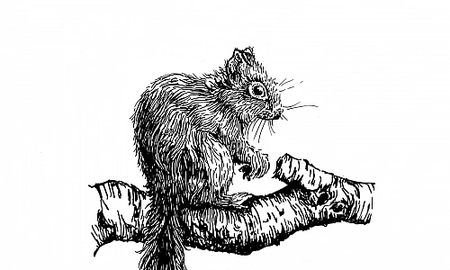 Illustration eines Eichhörnchens, das auf einem Ast sitzt