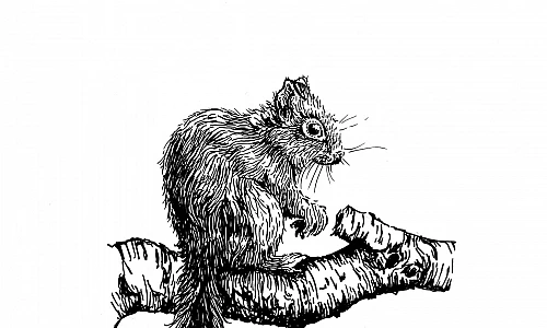 Illustration eines Eichhörnchens, das auf einem Ast sitzt