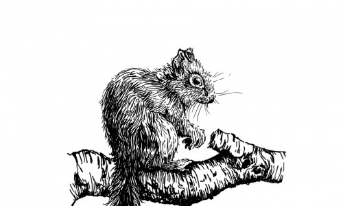 Illustration eines Eichhörnchens, das auf einem Ast sitzt